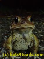 /home//u458753944/public_html/sourcegallery///////Roxborough Toad Detour/2021/2021-03-31/P3310125.JPG